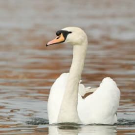 Photo for Mute swan