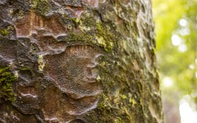 Close up of a Kauri tree trunk in the Waipoua Forest
