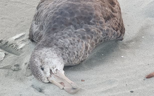 A giant petrel found on Farewell Spit on 1 July 2026 is likely to have died in a storm, but is being tested for H5 bird flu virus given recent cases in Australia.