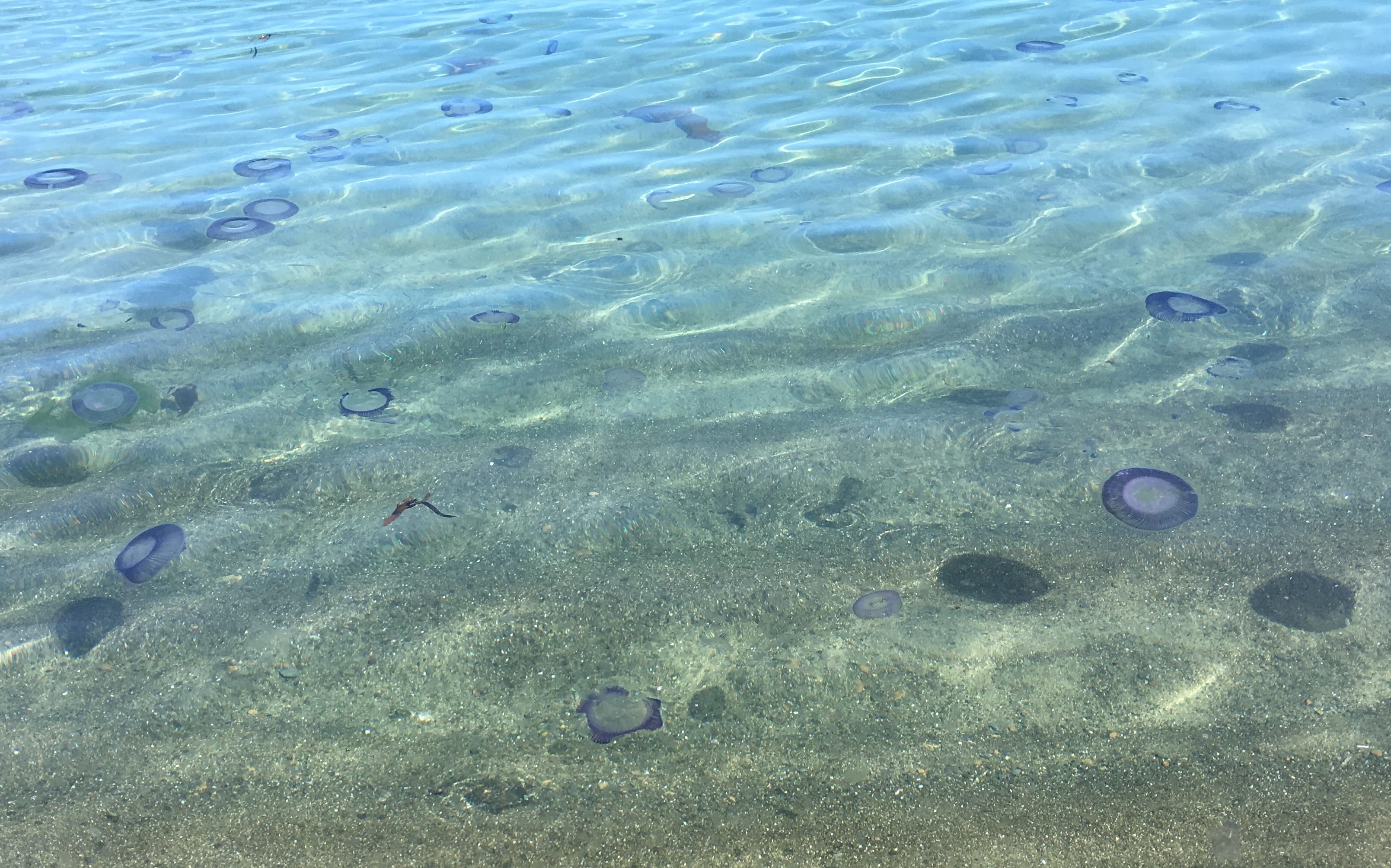 Jellyfish at Island Bay, Wellington