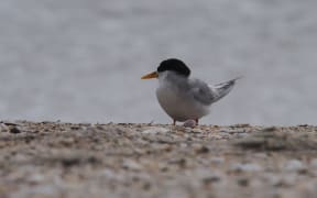 There are only 40 fairy terns left.