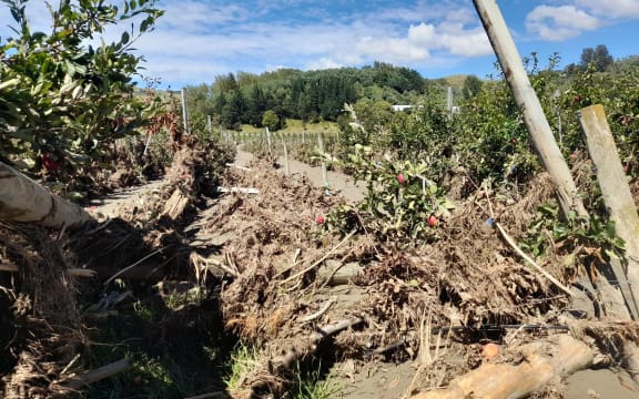 A ruined apple crop at Pheasant Farm, Esk Valley.