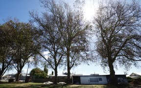 The council counted 25 holes drilled into the trees. SUPPLIED: MAIA HART/LDR - SINGLE USE ONLY