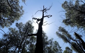 Forest re-growth five years after the Black Saturday bushfires around the town of Marysville.