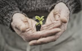 A person in a commercial glasshouse, holding a small plant seedling in his cupped hands.