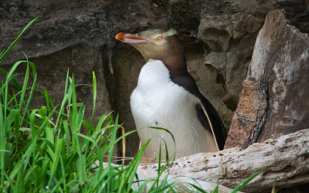 The hoiho has been named the 2024 Bird of the Year.