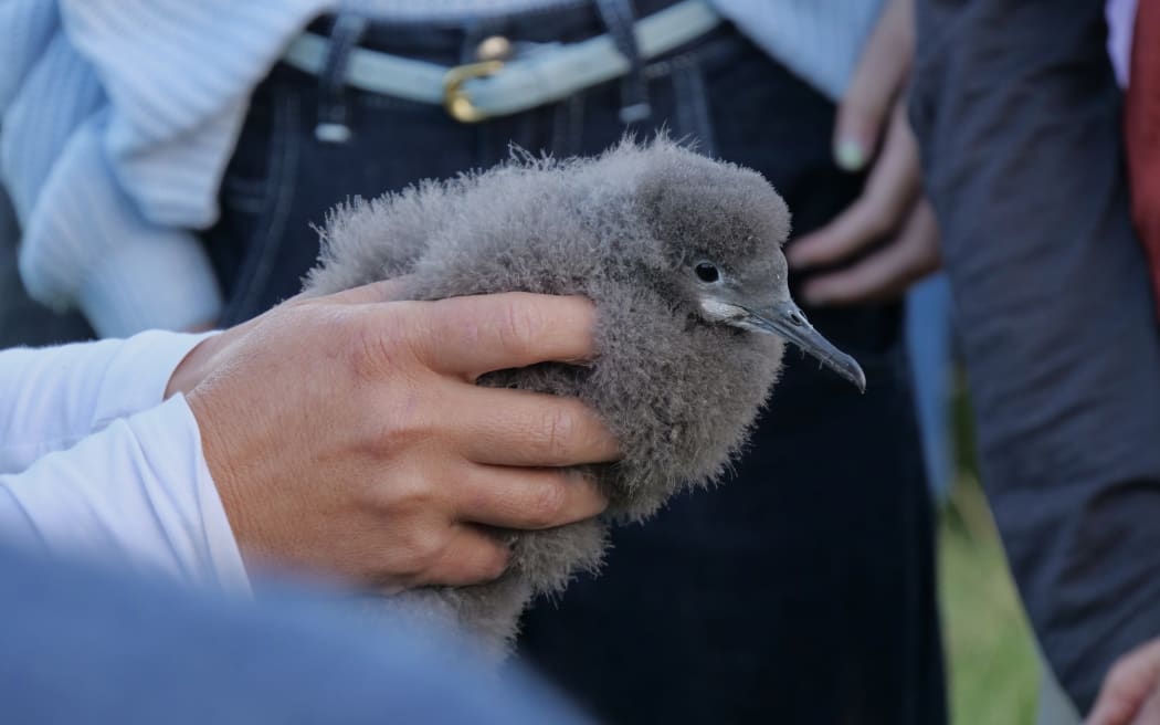 One of the fluttering clearwater chicks released in Golden Bay.