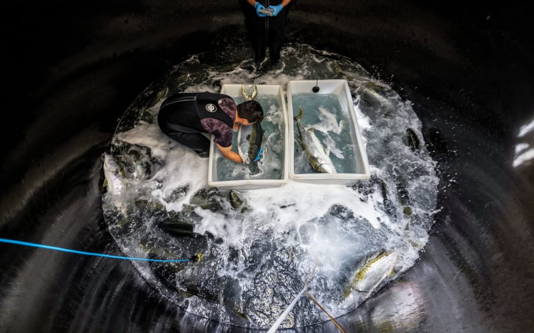 A man standing knee-deep in water in a circular tank bends over a white rectangular box and holds a large fish in his hands. A second rectangular white box has another fish lying in it.