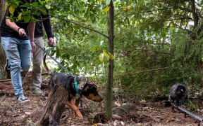 A group of Canterbury students have joined forces with National Kiwi Hatchery in Rotorua to develop a new tool - the robo kiwi - that discourages dogs from attacking and killing the national bird.