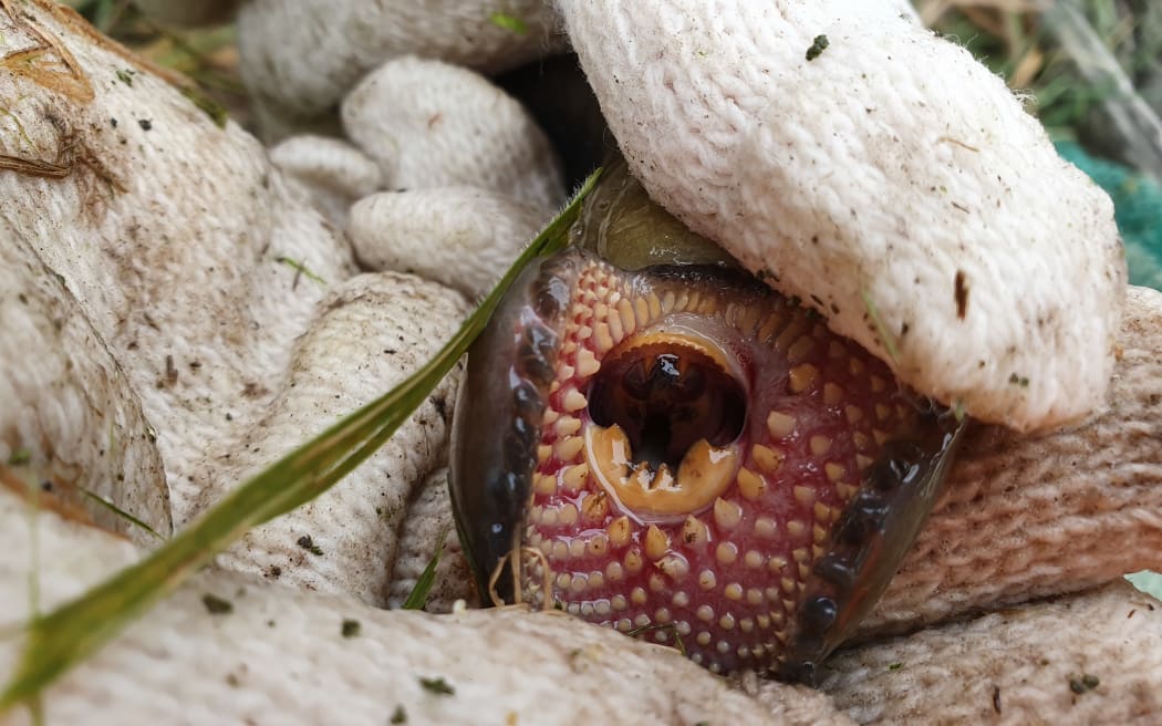 Lamprey have a large 'sucker' full of teeth they use to climb steep waterfalls during their upstream journey to spawn and to latch onto larger fish and whales during a parasitic phase as adults.