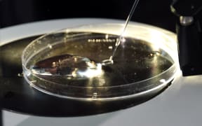 An evolutionary biologist takes a sample from a cell culture with tumor cells.