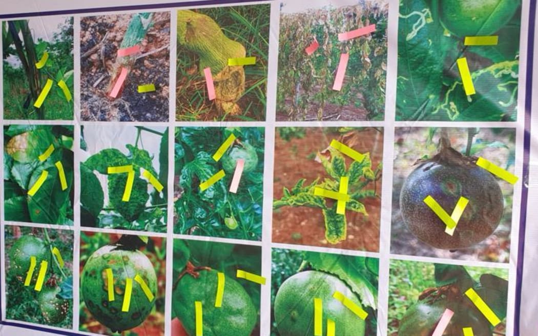 Passionfruit struck by disease during farmer discussion groups in Vietnam.