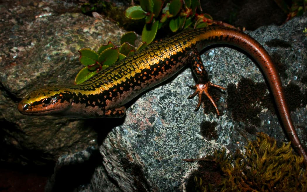 Sinbad skink