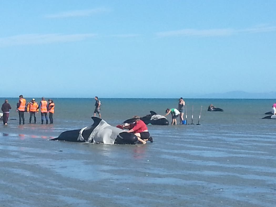 Volunteers helping whales which stranded again on Sunday afternoon.