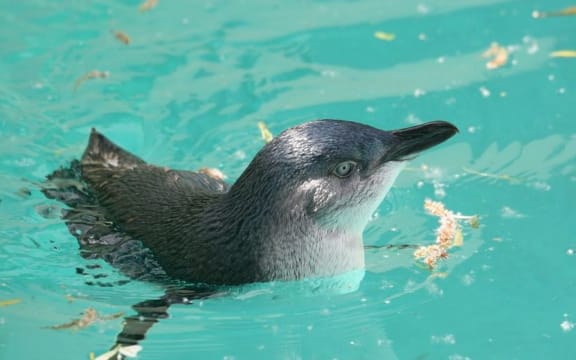 Little Blue Penguin