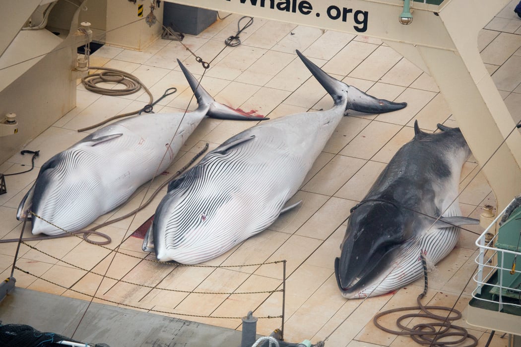 Minke whales the deck of Japanese factory ship Nisshin Maru in the Southern Ocean.