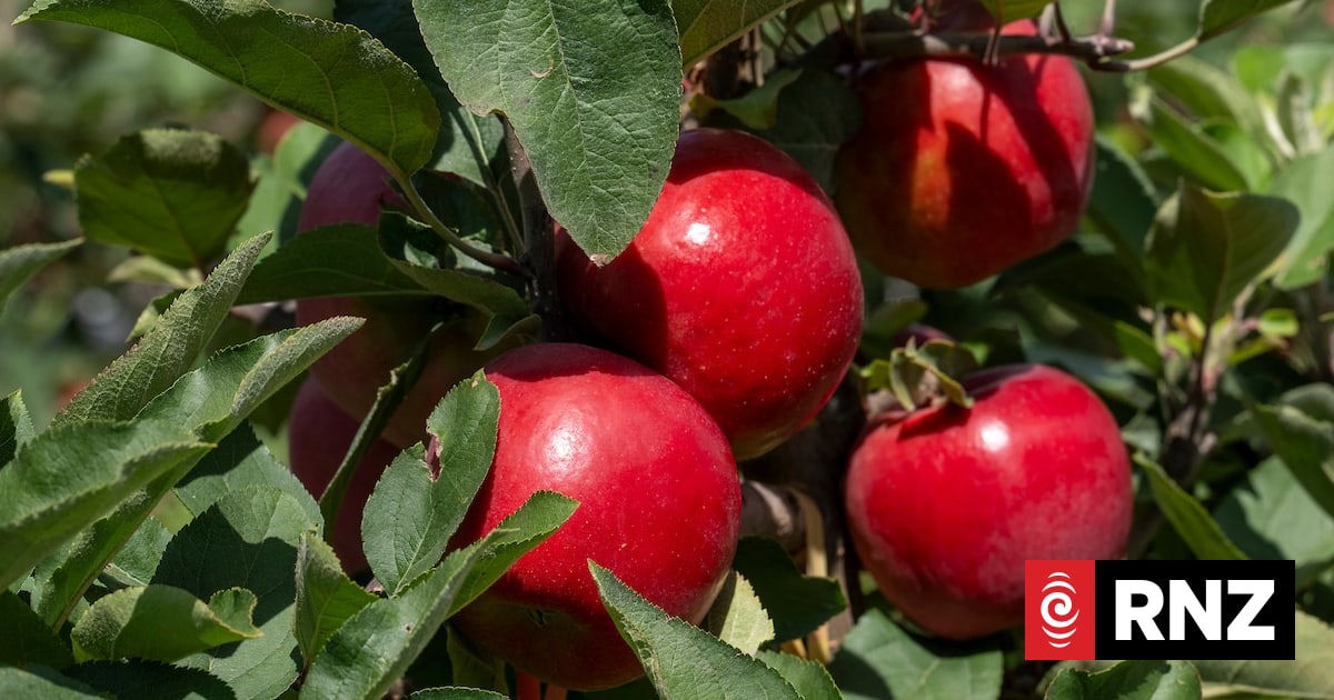 New apple variety grown in New Zealand makes world debut in Vietnam