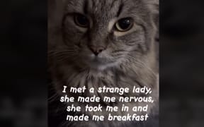 A grey cat's face with the text 'I met a strange lady, she made me nervous, she took me in and gave me breakfast'