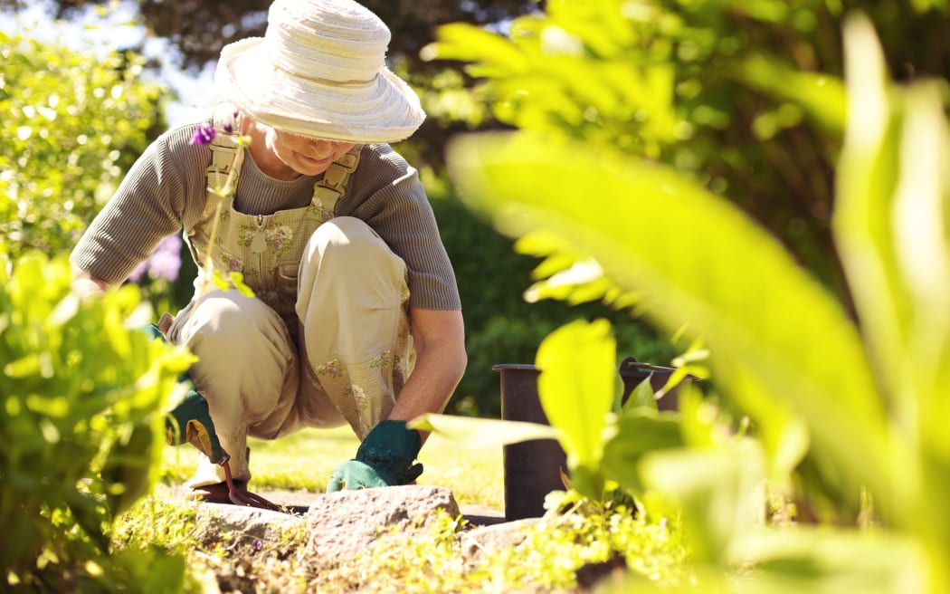 Senior woman with gardening tool working in her backyard garden.