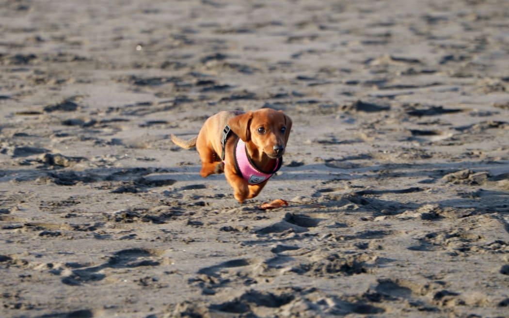 A dog runs on a beach.