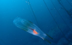 Twin-sailed Salp