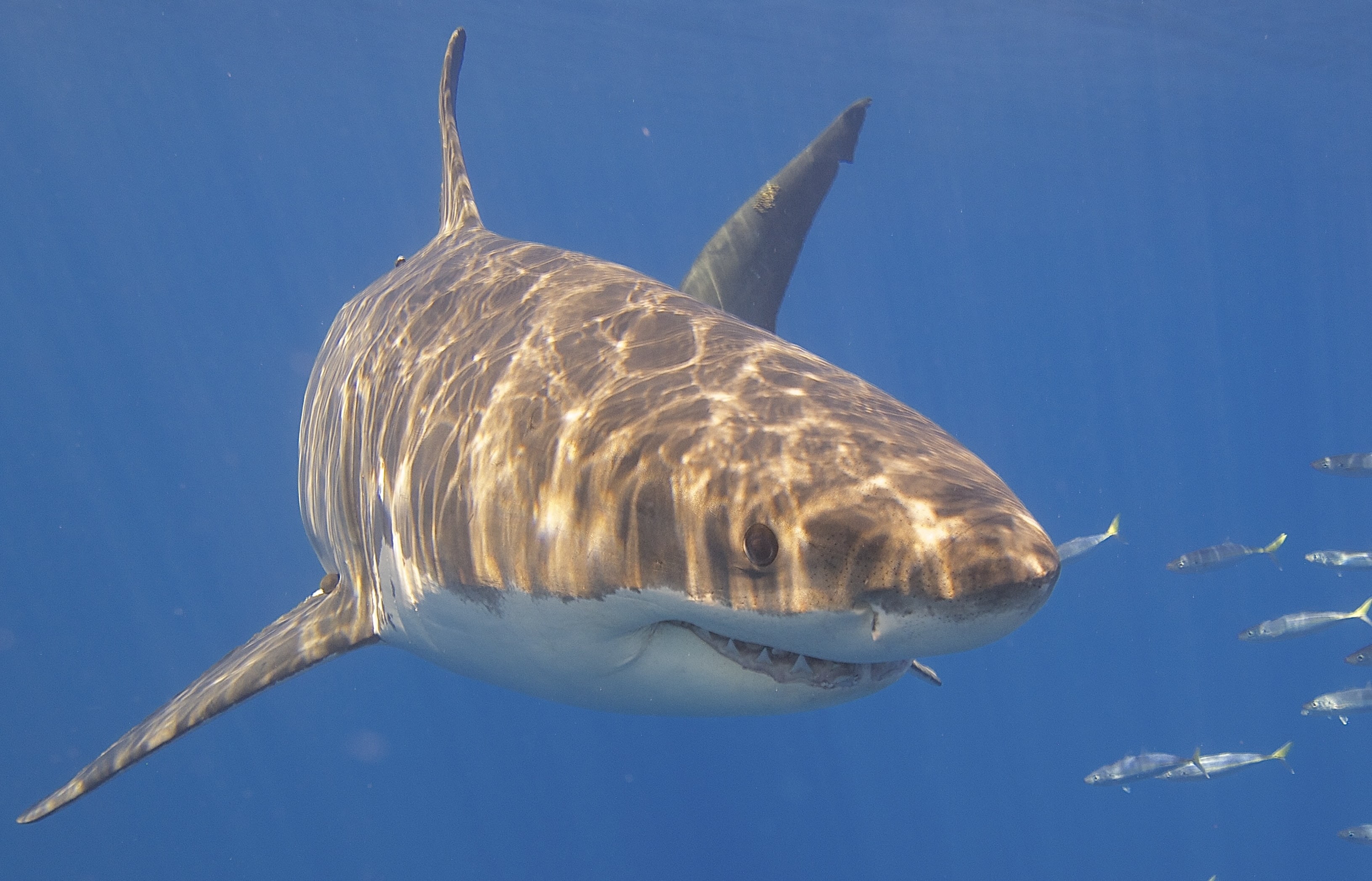 Great white shark.