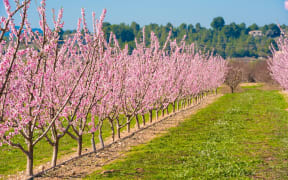 Rows of flowering almond trees.