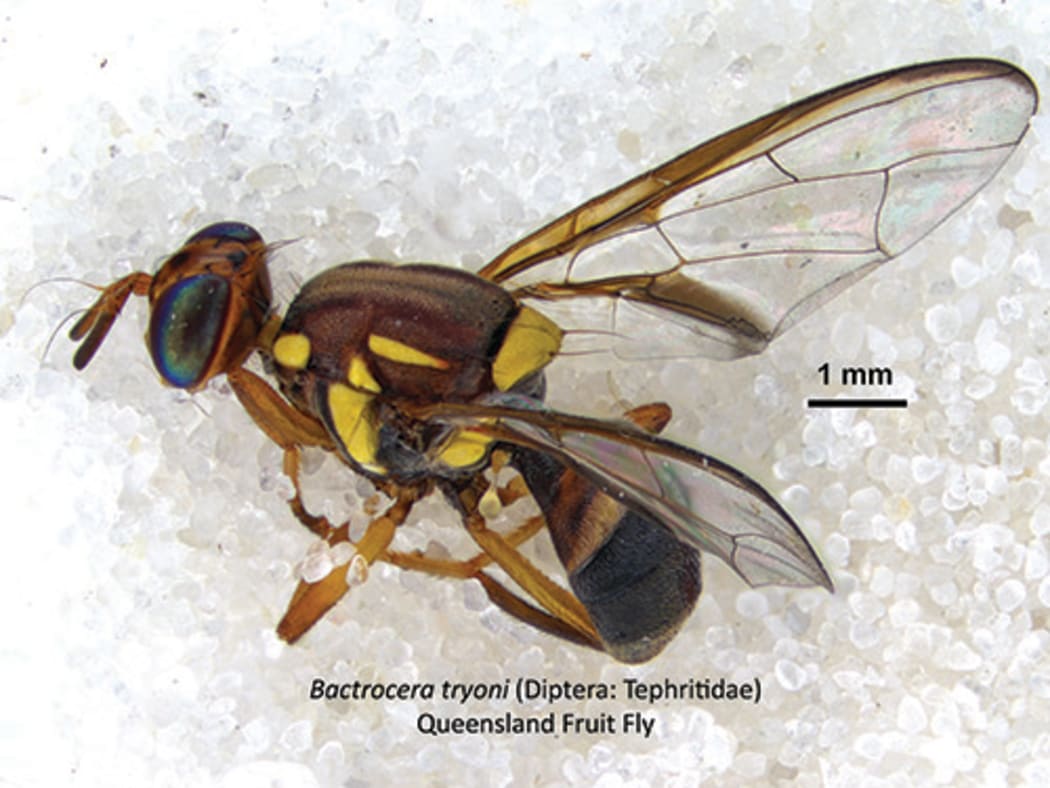 Queensland fruit fly.