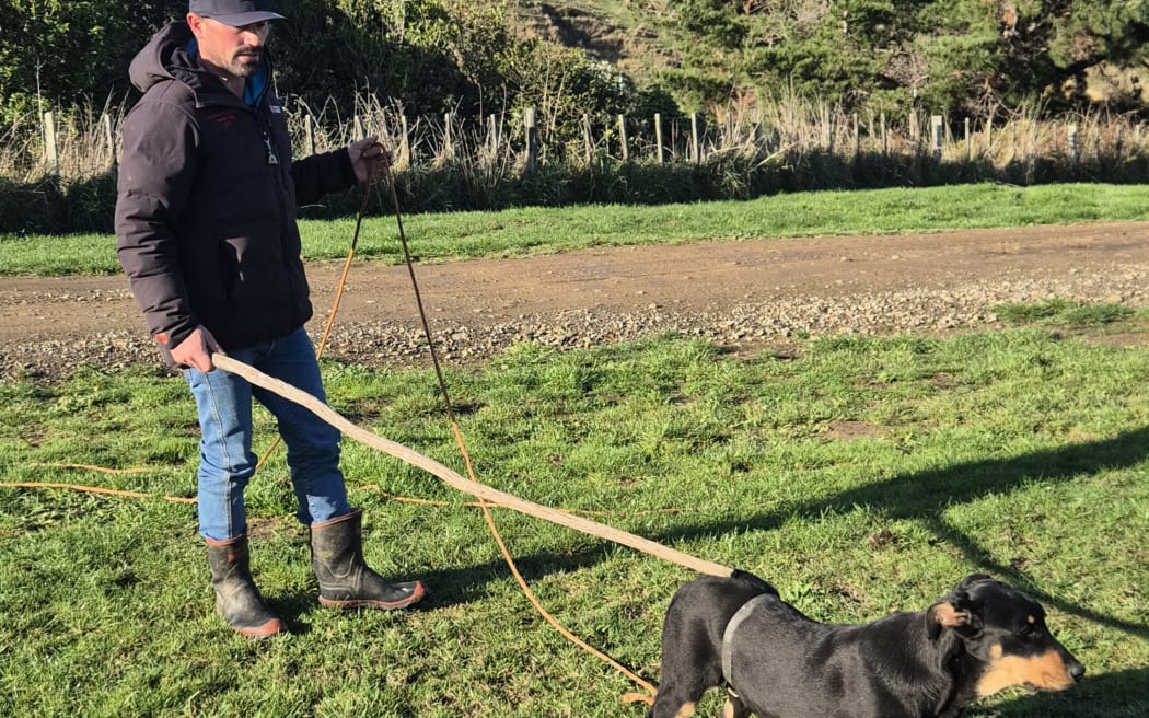 At this age, Miley's training is light and includes teaching her to look away from the farmer towards stock.