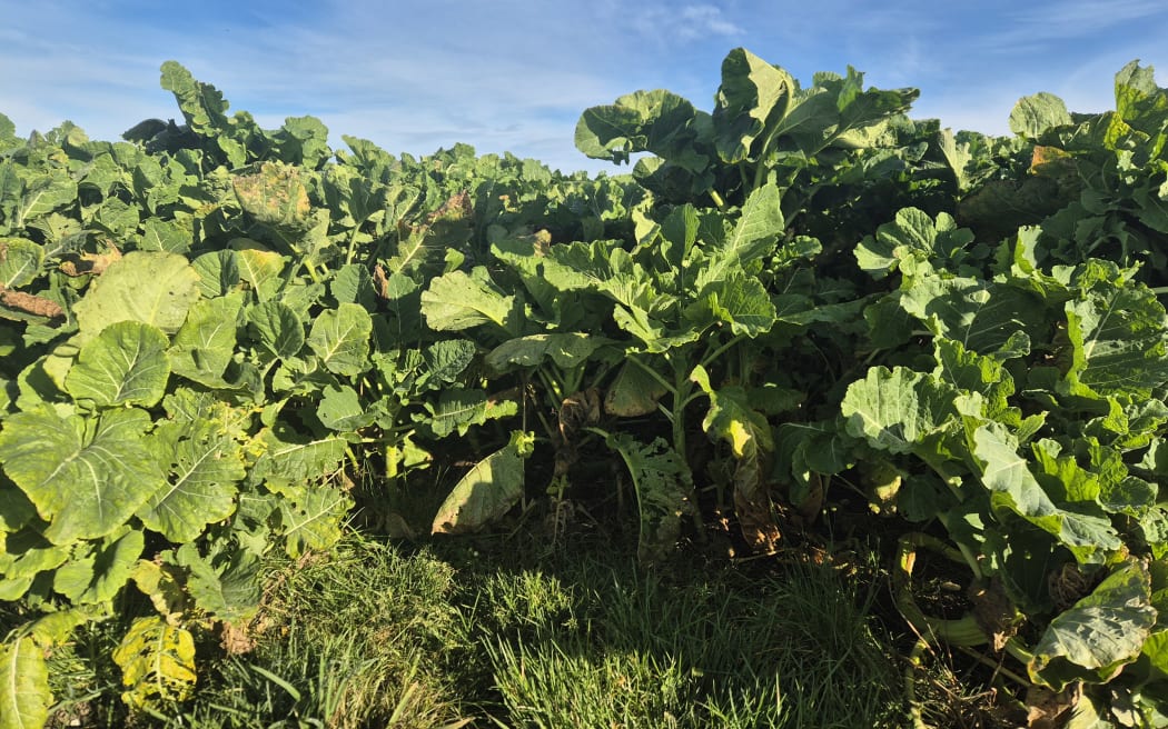A healthy crop of hip high kale has been grown for winter grazing on this farm.