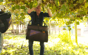 Zac Fleming picking kiwifruit