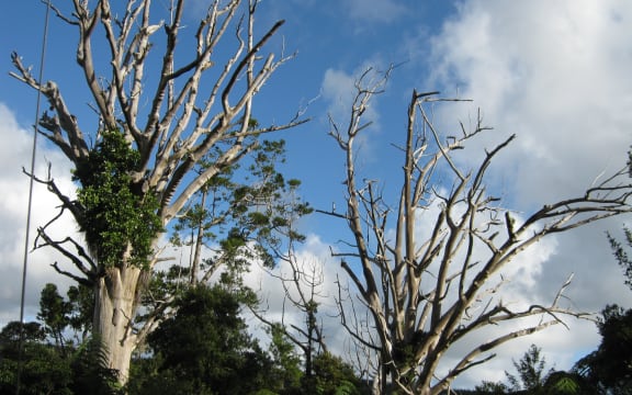 Dead kauri trees, infected with kauri dieback, at Trouson Kauri Park