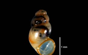 Greta Thunberg Freshwater Snail