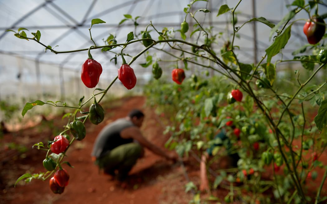 A farmer works on the chili peppers' harvest at a greenhouse of the state-owned citrus company "Ceiba", in Artemisa, Cuba on October 24, 2018.