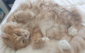Katie Fitzgerald says she's fallen for the charms of cats and kittens, including trapping stray ones.