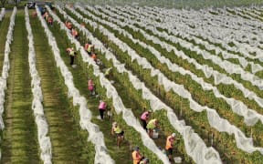 Hawke's Bay's winegrowers are excited about this year's grapes and volumes.