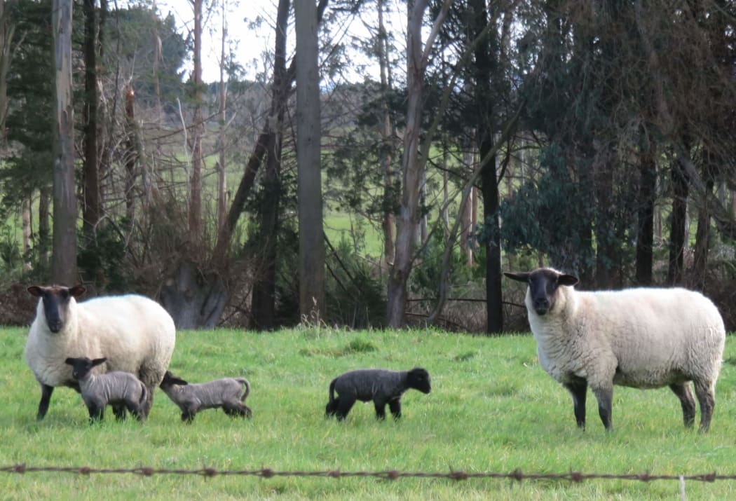 New lambs