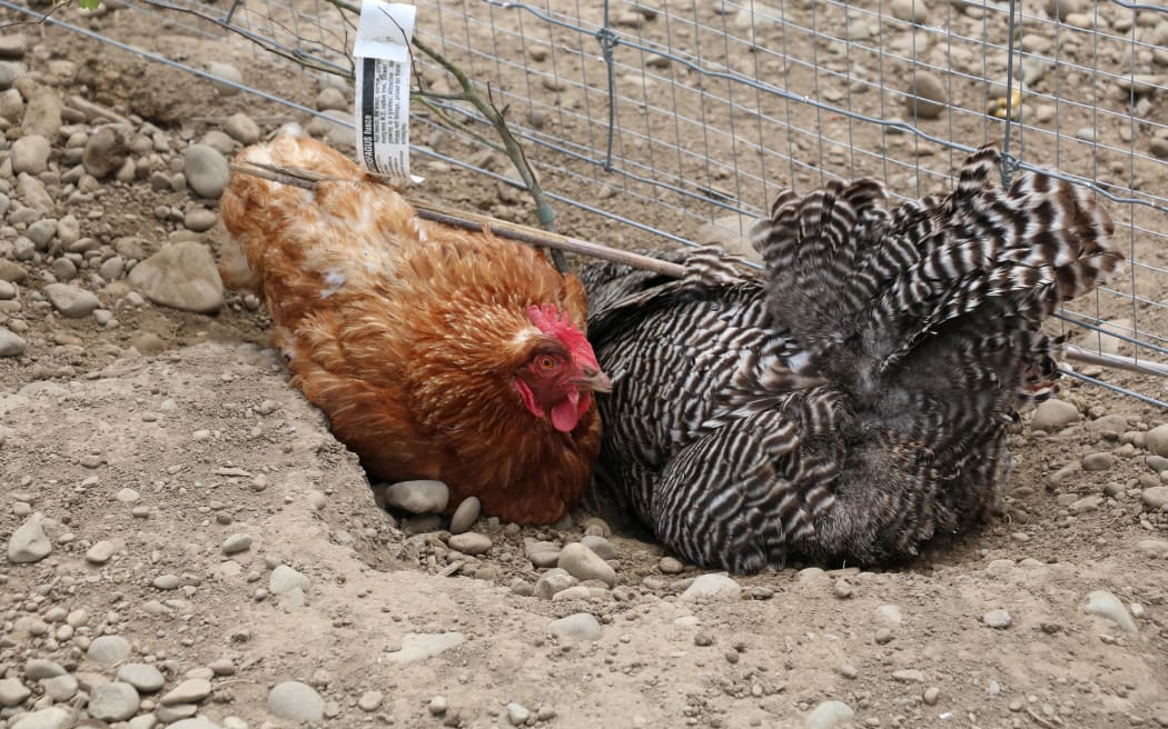 North Canterbury Chicken Rescue