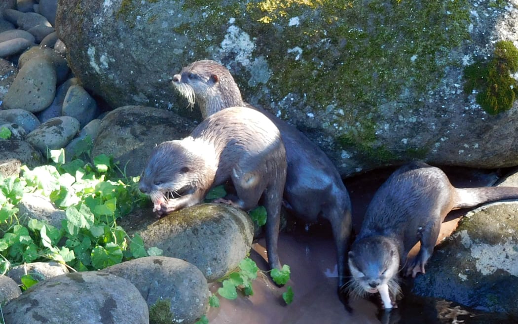 A romp of otters in their Brooklands Zoo enclosure.