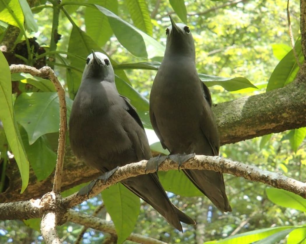 Lesser noddies