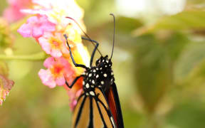 Monarch butterflies are a welcome sight in gardens, but increasing numbers of wasps threaten monarch populations.