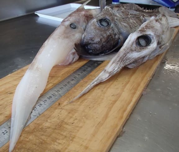 Long nose spookfish (left), brown chimaera (centre), Pacific spookfish (right)