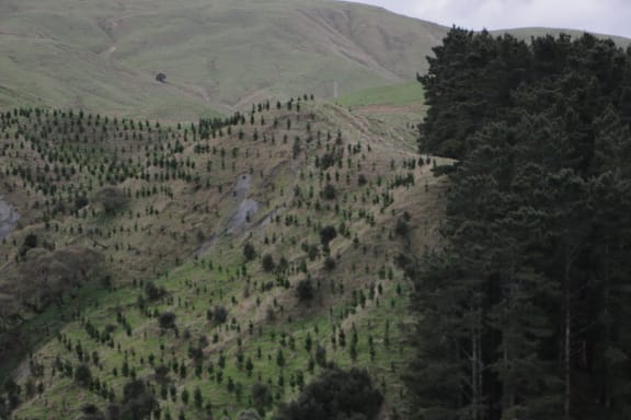 Young pine saplings grow next to a block of mature forest