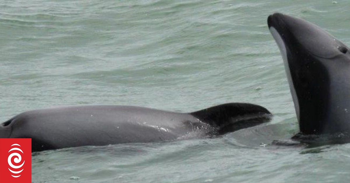 Question over Maui's dolphins rules RNZ News