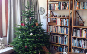 A Fraser's fir Christmas tree in Wellington.