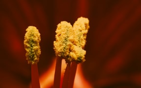 An extreme close-up of pollen covering the stamen structures inside a flower.
