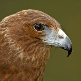 Photo for Kāhu
