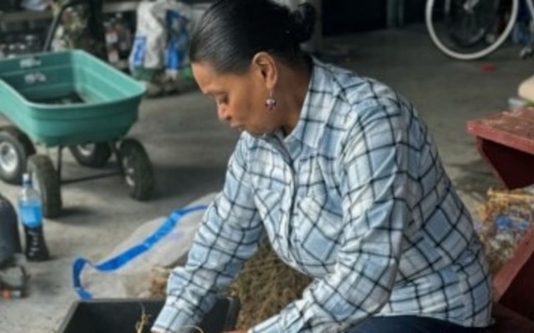 Kimiora Trust’s Kiritahi Firmin - pictured sorting kale seeds - says hapū and iwi have the best model for feeding large numbers of people economically. Photo/Supplied