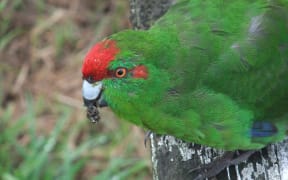 Kermadec red crowned parakeet closeup