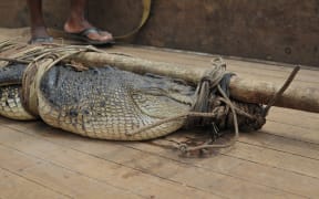 A saltwater crocodile caught in Solomon Islands. 23/11/2010